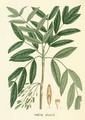 Fraxinus excelsior